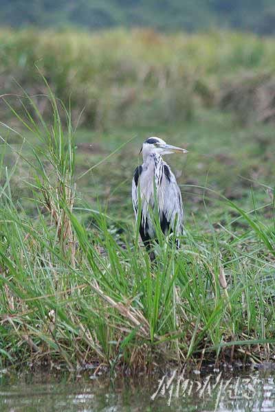 Mud Maps Africa Murchison Falls NP 2686